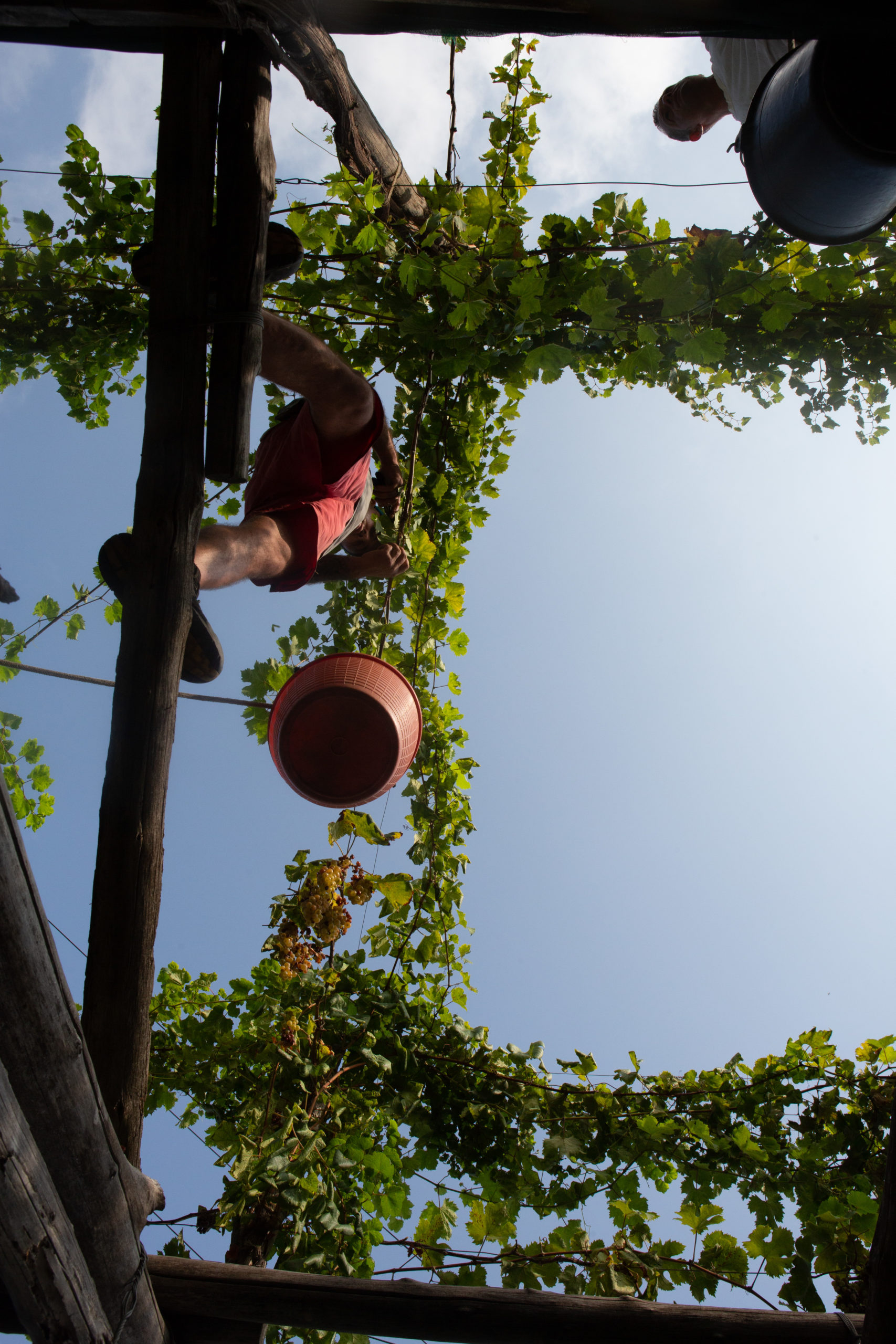 Vigne a volte alte sino a 4, 5 metri di altezza mettono alla prova l'equilibrio.